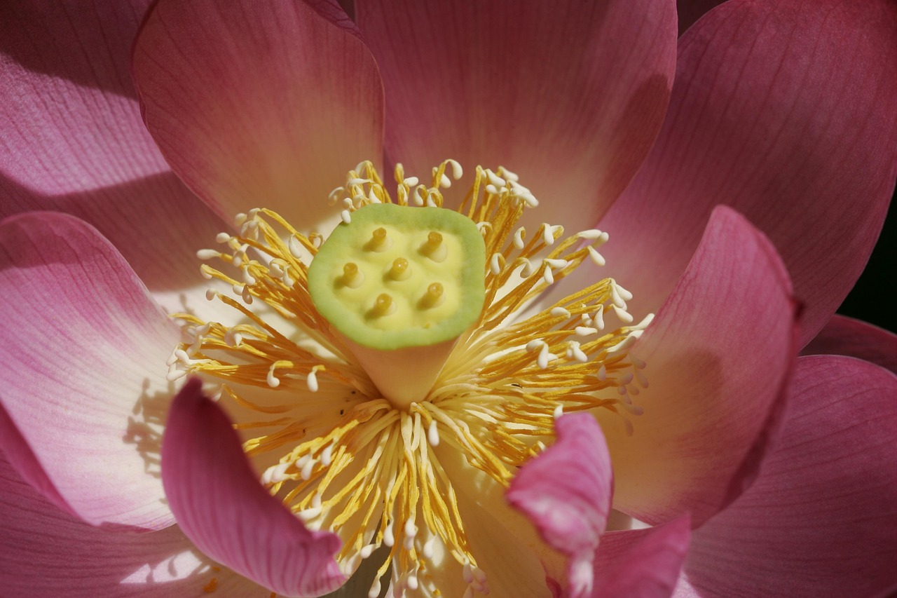 Lotus365 Review India Sign Up Review 2026: Bonus, App, Withdrawal Tested